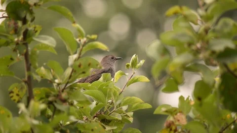Gray Catbird Stock Footage 98144231