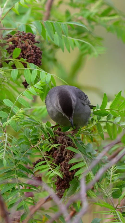 GRAY CATBIRD  Video stock 280811347