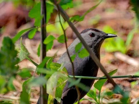 Gray Catbird on Ground Stock Photos