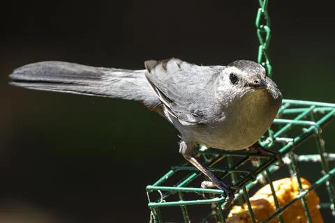 Gray Catbird Looking at the Camera Stock Photos