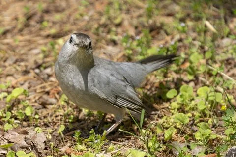 Gray Catbird looking at the camera Foto stock
