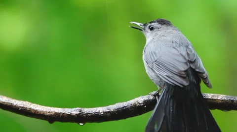 Gray Catbird Pair Stock Footage 23118145