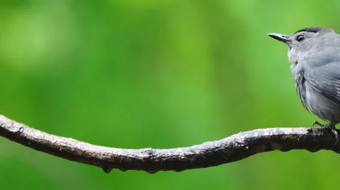 Gray Catbird Perch Stock Footage 23118492