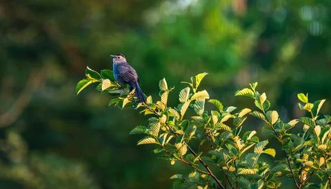 Gray Catbird Perched on a Leafy Branch in Golden Hour Light Stock Photos
