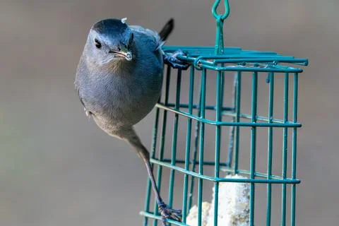 Gray Catbird Perched Photos