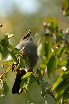 Gray catbird Stock Photos