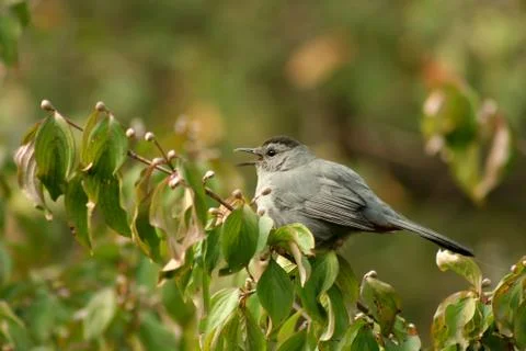 Gray catbird Stock Photos