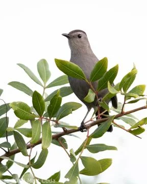 Gray Catbird Stock Photos
