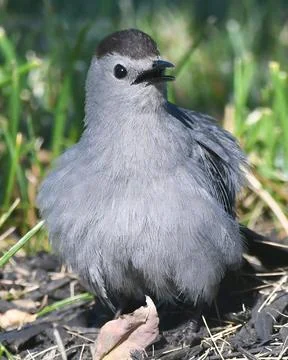Gray Catbird Stock Photos