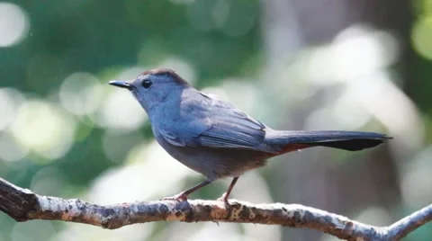 Gray Catbird Profile Stock Footage 10980123
