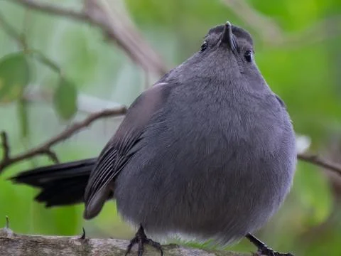 Gray Catbird Puffed Up into Shape of Round Ball Stock Photos
