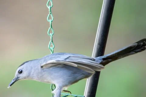 Gray Catbird Ready to Fly Stock Photos
