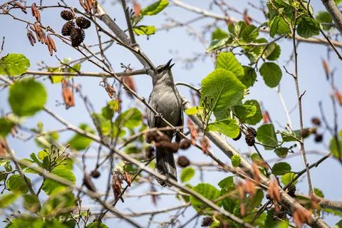 Gray Catbird Singing in Tree Stock Photos