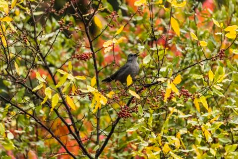 Gray Catbird sitting on a branch calling out Stock Photos