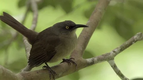 Gray catbird sitting on a branch of a tree Stock Footage 77551122