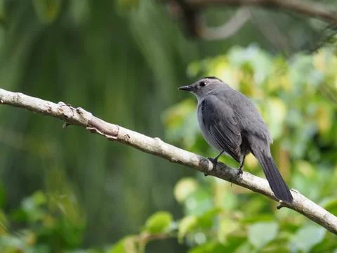 Gray Catbird on Tree Branch Stock Photos