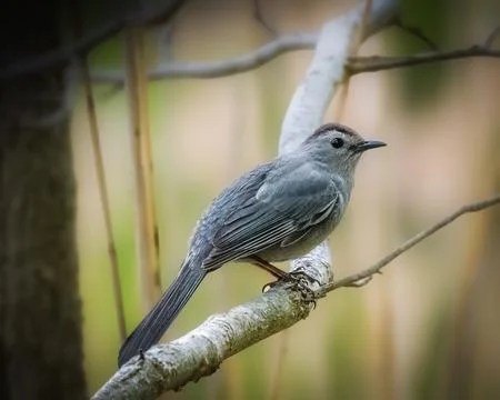 Gray Catbird on Tree Branch Stock Photos
