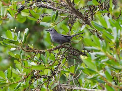 Gray Catbird On Tree Stock Photos