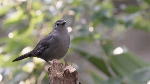 Gray catbird on a tree stump perch looking around in Orlando Florida Stock Footage 129310119