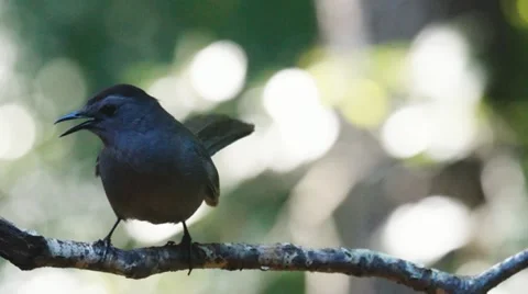 Gray Catbird Vocals Video stock 10979943