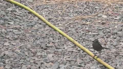 Gray Catbird Walking on a Hose Stock-Footage 138993711