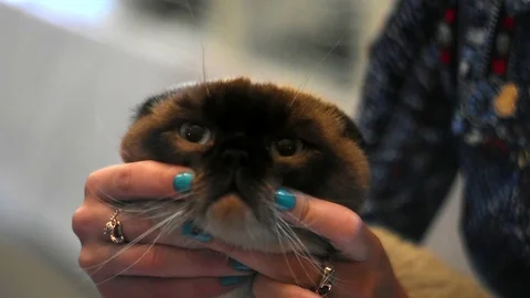 Gray cat.Exhibition Video stock 75805477