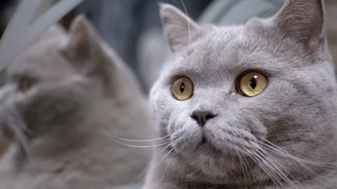 Gray Cat's Mirror Gaze Stock Footage 306778224