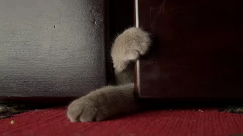Gray Cat's Paw Plays with Human Fingers From Under the Bed Stock Footage 197854220