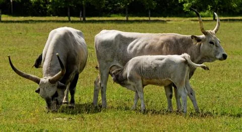 Gray cattle Foto stock