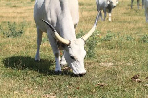 Gray cattle Stock Photos