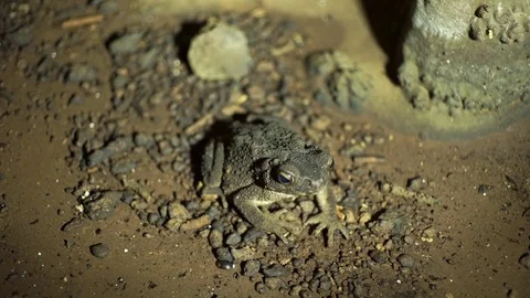 Gray cave toad in the Khao Phueng Cave, Thailand Stock Footage 84580688