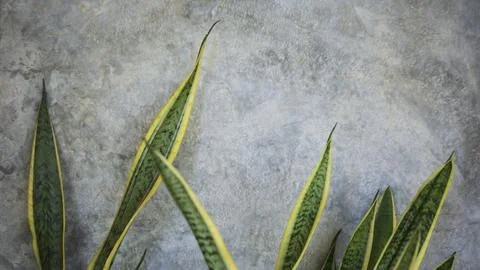 Gray cement background with ornamental plants. Stock Illustration