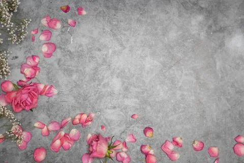 Gray cement background with pink rose petals with m-dog for text, valentine's Stock Photos