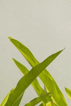 Gray cement wall with green bird of paradise leaves background Stock Photos