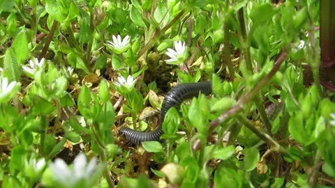 Gray centipede among small white flowers Trigoniulus corallinus Myriapoda La Video stock 152903619