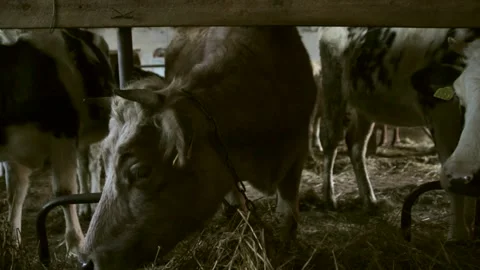 Gray Chained Cow in Barn Looking at Camera Stock Footage 260471549