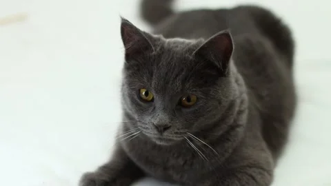 A gray chartreuse cat looks the ring lamp. Stock Footage 165320891