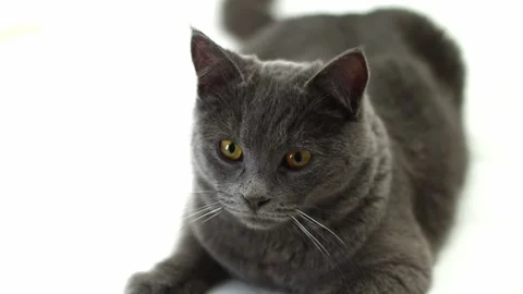 A gray chartreuse cat looks the ring lamp. Stock Footage 211131038