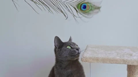 Gray Chartreux cat playfully batting at a hanging toy with paws raised. 库存影片 305234273