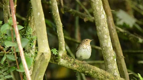 Gray-cheeked Thrush looking around Stock Footage 64826264