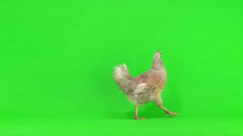 Gray chicken goes from left to right on green screen. studio Stock Footage