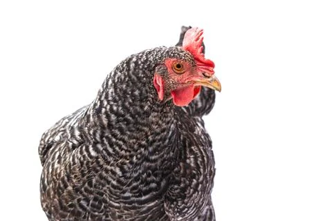 Gray chicken isolated Stock Photos