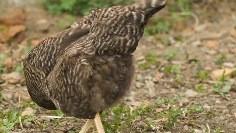 Gray chicken is mushrooming and rummaging in the garden Stock-Footage 130648924