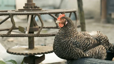 A gray chicken sits on rubber and walks in the yard Stock Footage 130982042