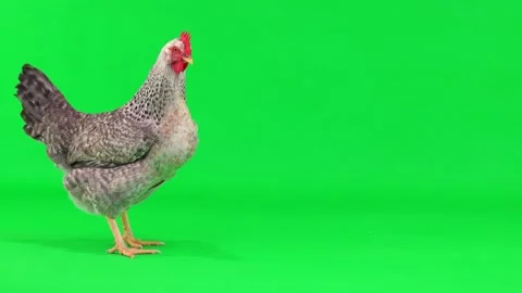 Gray chicken stands up and opens its beak on a green screen Stock Footage 150207022