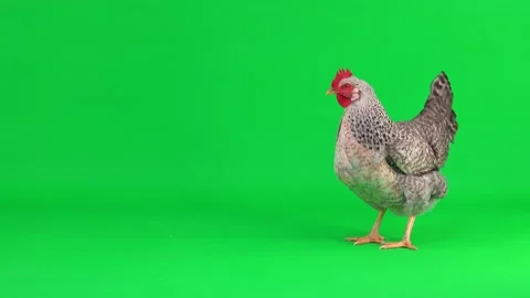 Gray chicken stands, walks and cluck on a green screen. natural sound. Stock-Footage 150206959