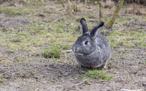 Gray chinchilla rabbit Stock Photos