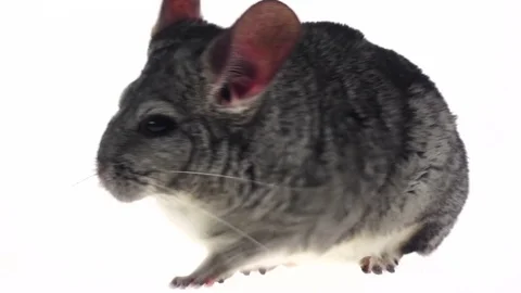 Gray chinchilla ran away on white background in slow motion Stock Footage
