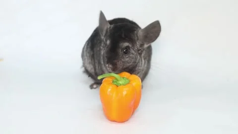 Gray chinchilla ran away on white background in slow motion Vídeo Stock 169353790