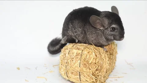 Gray chinchilla ran away on white background in slow motion Vídeo Stock 169554329